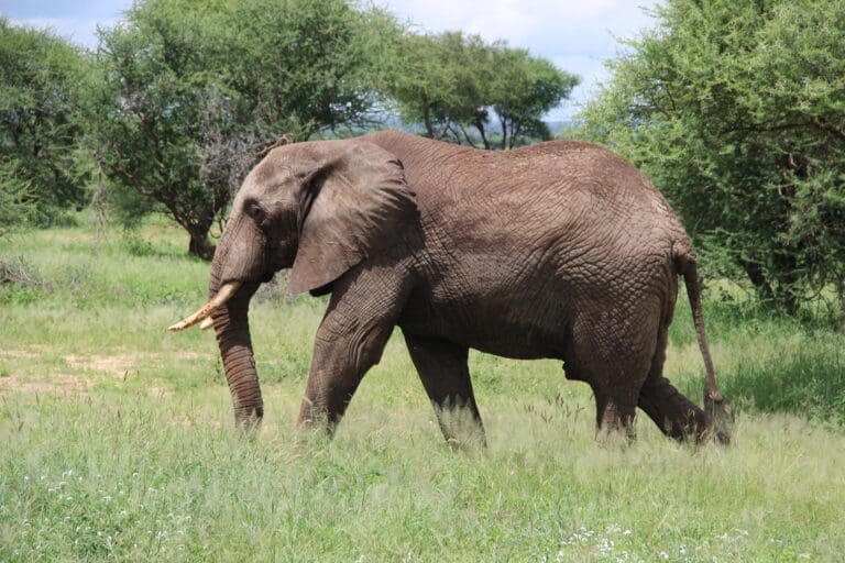 Selous Game Reserve | Nyerere National Park