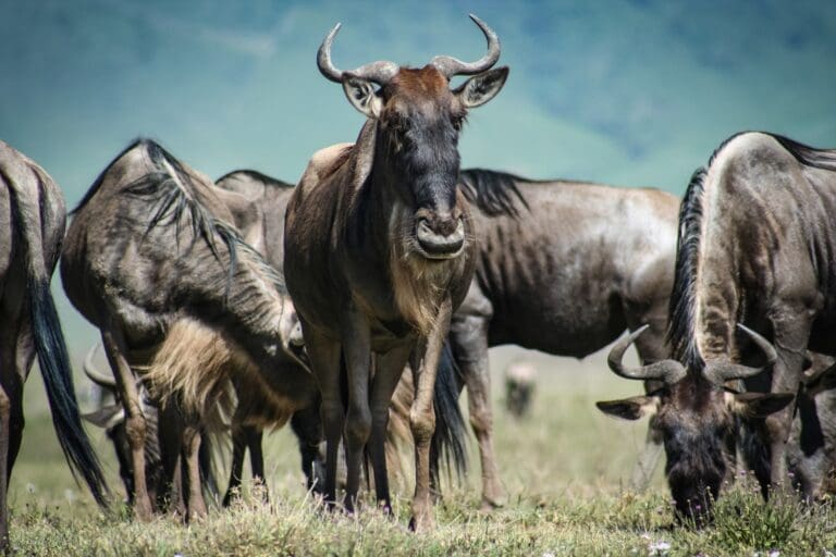 Lake Ndutu