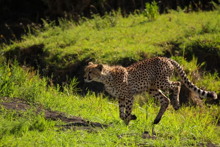 Pololeti Game Reserve