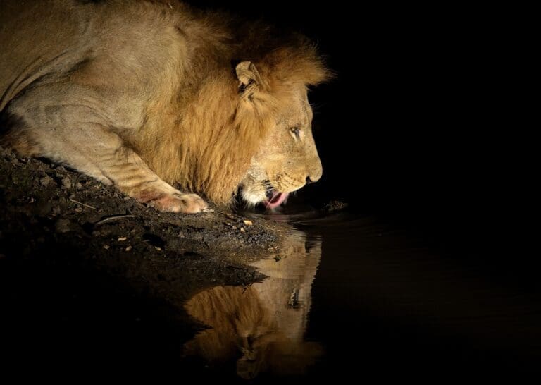 Night Game Drive in Pololeti Game Reserve