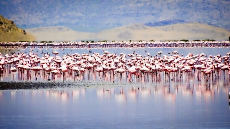 Flamingo Lake Walk