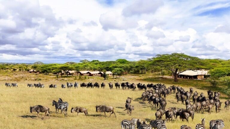 Afrika Safari Serengeti Kusini