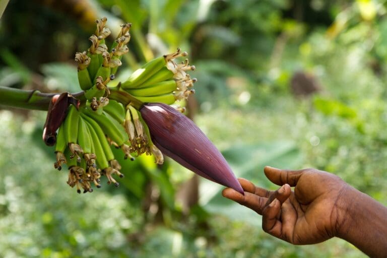 Farm Tour – Mto Wa Mbu