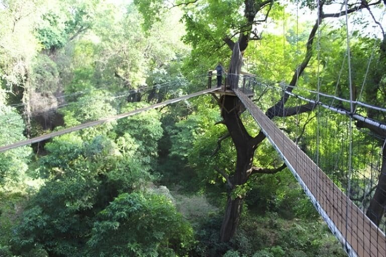Tree Top Walkway – Lake Manyara